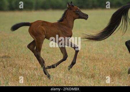 A  foal of Arabian horse runs in a green field Stock Photo