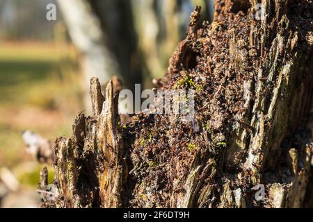 Ants crawling on a tree stump Stock Photo