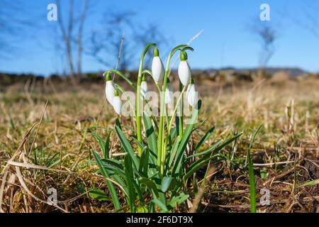 Flowering snowdrops in spring in a garden Stock Photo