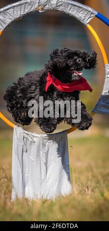 Hanover, Germany. 31st Mar, 2021. American Cocker Spaniel Gil jumps through a hoop during the world record attempt in "hoop jumping". The dog of owner Jutta Gaßmann managed 47 hoop jumps in 60 seconds. They apply with a video message of the record attempt at the Rekordinstitut Detuschland (RID). Credit: Moritz Frankenberg/dpa/Ģ����ý Live News Stock Photo