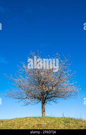 Beautiful cherry blossom on a hill with a clear blue sky Stock Photo