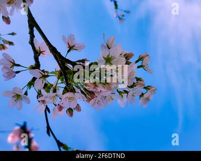 Pink japanese cherry blossom garden in Amsterdam in full bloom, Bloesempark - Amsterdamse Bos  Stock Photo