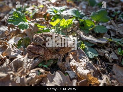 Male toad riding on the back of a female toad during the breeding season. Stock Photo