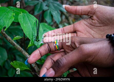 A dragonfly on a leaf with two shades of hands chocolate and caramel reaching out to touch it. Stock Photo