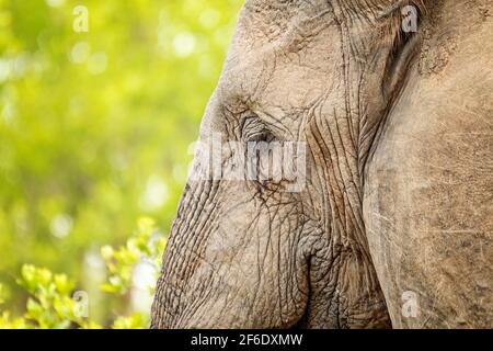 Elephant Eye Stock Photo