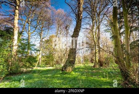 Newhailes woodland at Musselburgh, East Lothian, Scotland, UK Stock Photo