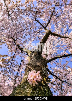 Pink japanese cherry blossom garden in Amsterdam in full bloom, Bloesempark - Amsterdamse Bos  Stock Photo