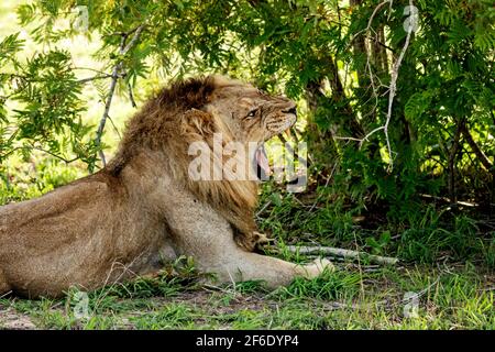 Young Male Lion Stock Photo