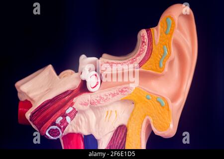 Hearing ear medical teaching model. Stock Photo