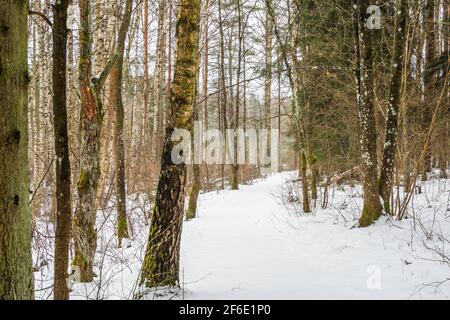 Winter Forest in Lithuania with Snow Covered Walk Path Stock Photo