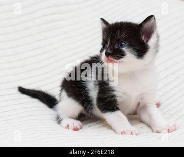 Bicolor black-white small shorthair kitten at home on a plaid. Stock Photo