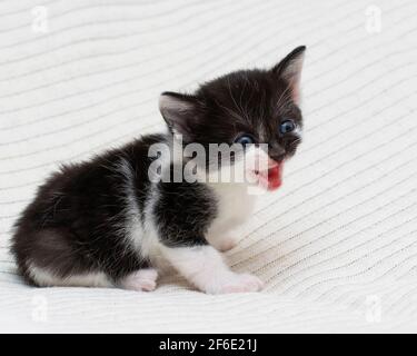 Bicolor black-white small shorthair kitten at home on a plaid. Stock Photo