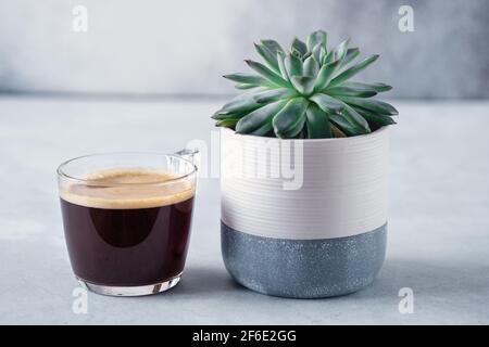Fresh hot espresso in transparent glass cup and succulent in ceramic pot. Black coffee on stone background - Image Stock Photo