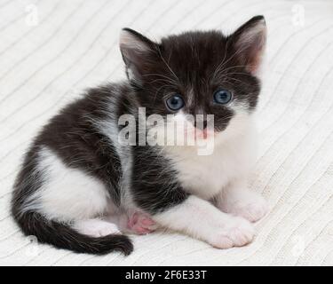 Bicolor black-white small shorthair kitten at home on a plaid. Stock Photo