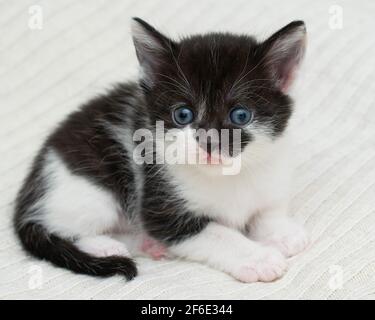 Bicolor black-white small shorthair kitten at home on a plaid. Stock Photo