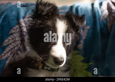 Close-up of a cute young border collie puppy at home stares at the camera whilst sitting on a sofa. Stock Photo