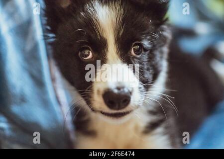 A close-up of the face of a very young black and white border collie puppy staring at the camera at home during lockdown. Stock Photo