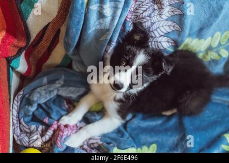 A cute and fluffy young border collie pup looks up at the camera whilst lying down on a colourful blanket at home during lockdown. Stock Photo