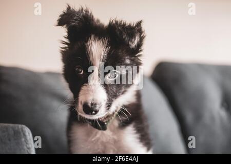 A cute young fluffy border collie puppy gazes past the camera at home on a sofa during lockdown. Stock Photo