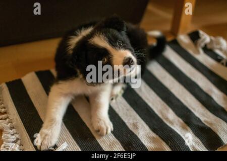Small cute black and white border collie puppy scratches itself on a rug Stock Photo
