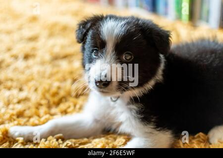 A cute young black and white border collie pup lying on a yellow rug while resting at home. Stock Photo