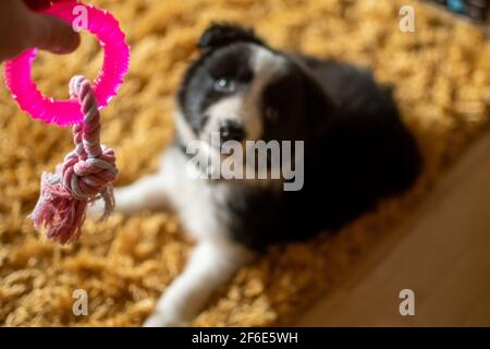 A dog chew toy is held up in focus in the foreground as a cute young border collie puppy stares at it from the background Stock Photo