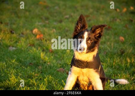 A cute young black and white border collie puppy sitting outside on the grass looking at the camera in the morning sun at sunrise in late autumn Stock Photo