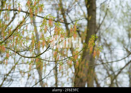 Italy, Lombardy, Box Elder, Acer Negundo, Female Flowers in Spring Stock Photo