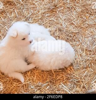 Two cute little white Samoyed puppies are lying on the straw on the floor and having fun playing together Stock Photo