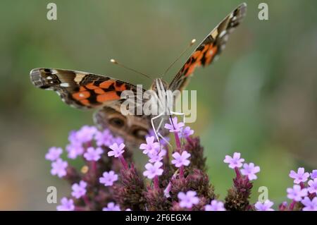 an American painted lady (Vanessa virginiensis) butterfly straddles a Verbena flower, frontal pose, with its proboscis inside a blossom Stock Photo