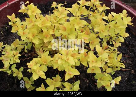 Spiraea japonica, the Japanese meadowsweet also known as Japanese spiraea not in flower Stock Photo