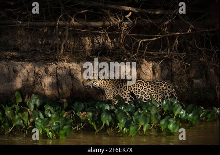 A jaguar (Panthera onca), patrolling the river bank,  Pantanal, Mato Grosso, Brazil.  A jaguar emerges from the shadow of the forest where he was hidi Stock Photo