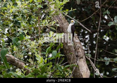 White Woodpecker (Melanerpes candidus), Pantanal, Mato Grosso, Brazil. Stock Photo