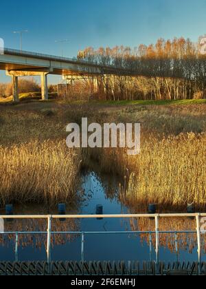 The waters of Portrack Marshes reflecting dense growths of rushes turned gold by the low angle winter sun, cut by a band of shadow cast by a bridge. Stock Photo