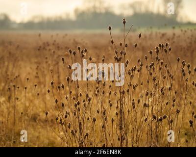 Desiccated stems and seed-heads ahead of an impressionistic de-focused and mist-shrouded blur of the same plant extending to the horizon. Stock Photo