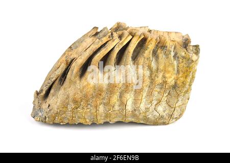 Mammoth tooth isolated on a white background. Stock Photo