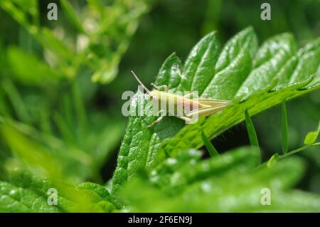 Little grasshopper on leaf in the grass. Stock Photo