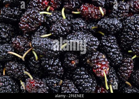 Background texture of fresh mulberries. Selective focus. Stock Photo