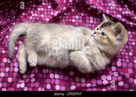 Funny little British kitten lying on a colorful blanket and curiously looks away. Top view.  Stock Photo