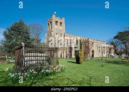 Coggeshall Church Essex, view in spring of the historic churchyard and church of St Peter Ad Vincula in Coggeshall, Essex, UK. Stock Photo