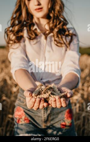Wheat crop, harvest, Harvesting agriculture, economy. Young brunette woman with hands full of ripe wheat seeds in cereal field ready harvest Stock Photo