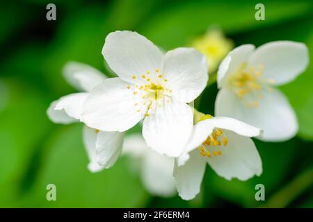 Twig with white jasmine flower close up in spring on a blur background