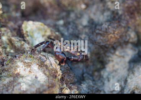 Close-up of cancer and face on the beach in the water between stones Stock Photo