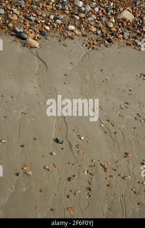 A sandy shoreline where sand meets pebble beach. A  retreating tide has caused tiny rivers in the sand as the water trickles over the sand. Stock Photo