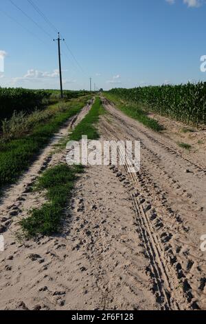 Dirt road among corn fields on a sunny day. Poles of power lines along the road. Tractor tracks on soil. Stock Photo