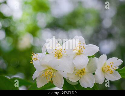 Twig with white jasmine flower close up in spring on a blur background
