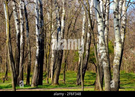 European silver birch forest in abstract frontal view. spring scene of white trunks in closeup view. green undergrowth. spring season. Betula pendula Stock Photo