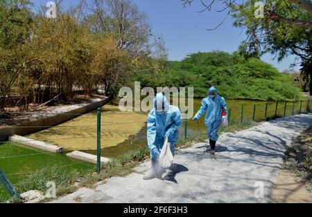 New Delhi, India. 31st Mar, 2021. Sanitization workers disinfect a pathway in New Delhi, India, March 31, 2021. The National Zoological Park will reopen to the public from April 1. Credit: Partha Sarkar/Xinhua/Alamy Live News Stock Photo