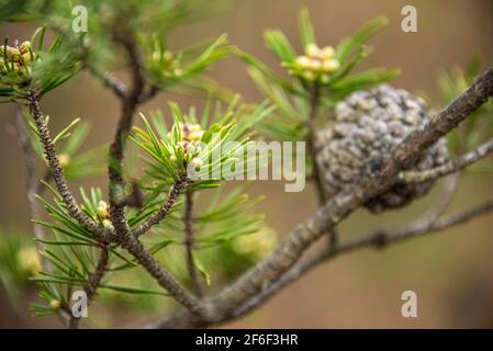 Male and female pine cones. Stock Photo
