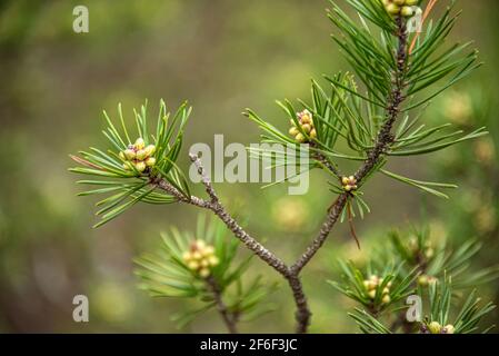 Close-up of male pine cones in early spring along the Songbird Habitat Woodland Trail in Stone Mountain Park near Atlanta, Georgia. (USA) Stock Photo